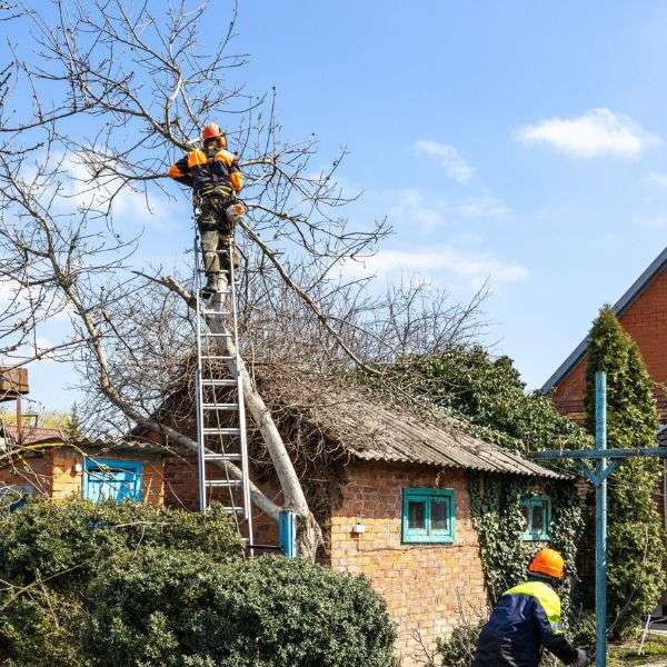 Tree Trimming & Pruning